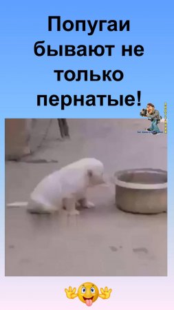 Попугаи бывают не только пернатыми