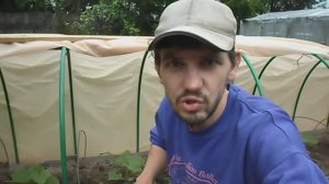ОГУРЦЫ В ОТКРЫТОМ ГРУНТЕ! СОВЕТЫ ПО УХОДУ! ВЫРАЩИВАНИЕ ОГУРЦОВ В ОТКРЫТОМ ГРУНТЕ!