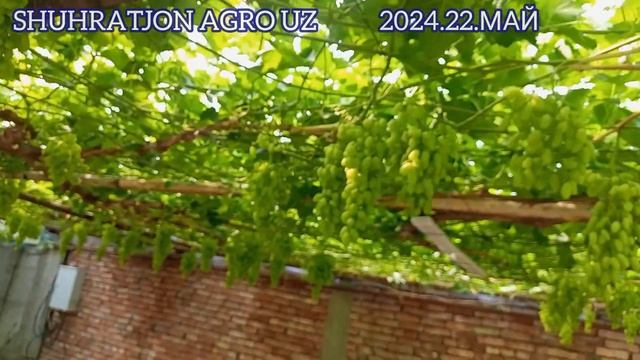 ОЛТИАРИК УЗУМЛАРИ НОМЕР 1. смотреть онлайн