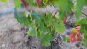 ГФ Винограда МОНА ЛИЗА (Калугин В.М.). 11.08.2024г.