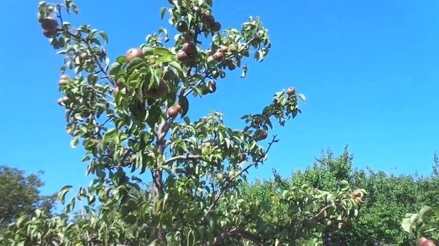 Обрезка груши, безумная борьба с волчками болванов Ют?