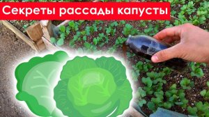 Чем Подкормить Рассаду Капусты. Подкормка рассады капусты
