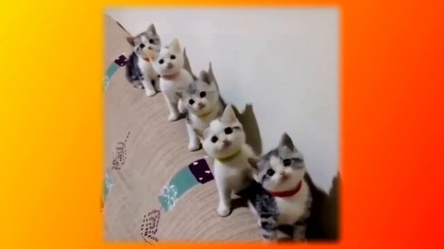 Смешное про животных|Приколы с котами| Видео про котов| Кошки|Позитив|Создай себе хорошее настроени смотреть онлайн