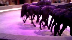 Лошади в цирке выступление дмитрий колодочкин