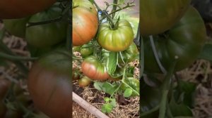 Сорт томата Голубой Казахстан