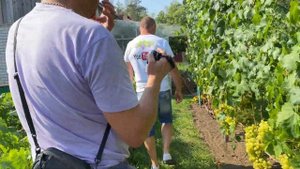 В гостях у виноградаря Юрия Стражева - взгляд со сторо?