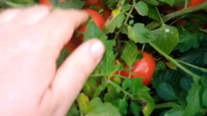 Мандур сортовой томат