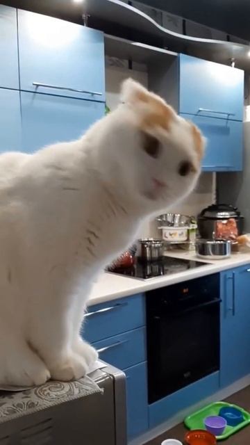 Алиса, подскажи что делать | Приколы от Василича смотреть онлайн