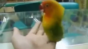 Неадекватный сексуальный попугай