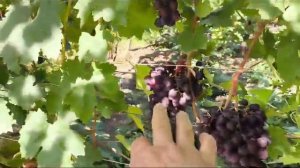 ПОМПЕИ и УСЛАДА виноград - новинки Калугина Виктора на