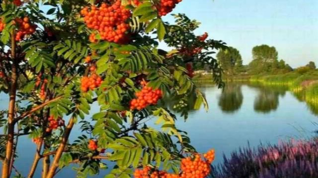 Тонкая рябина смотреть онлайн