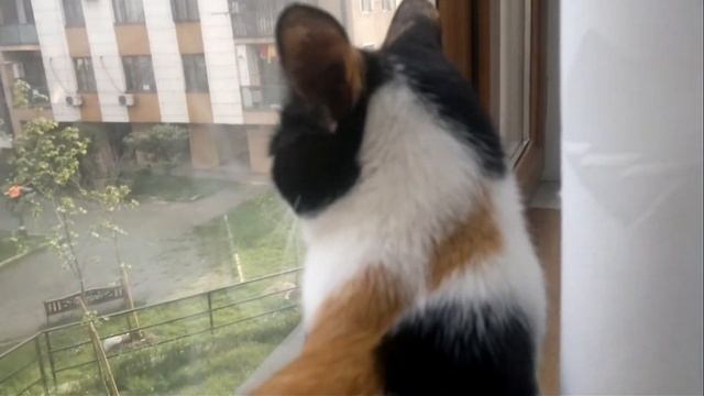 приколы котик смотреть онлайн