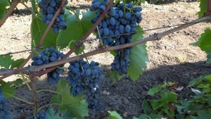 Американский Кишмиш ФЕЙЗ СИДЛИС