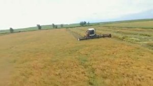 АО « Комсомолец», Забайкальский Край: скашивание рапс?