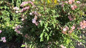 Роза Алден Бисен мускусная, Alden Biesen, Lens, 1996(3летка),