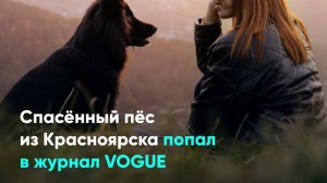Спасённый пёс из Красноярска попал в журнал VOGUE