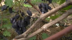 Виноград Брависимо