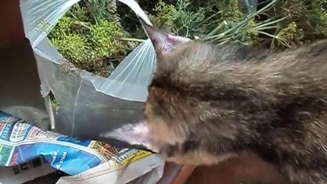 моя кошка ест укроп))) смотреть онлайн