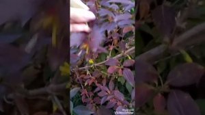 🌿🍂Обзор моей форзиции осенью. 🌼Зацвела!  #форзицияО