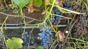 Персики, виноград Адель, Марс 27 08 2024 г