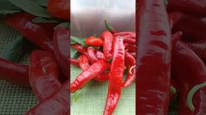 Острый перец Бараний рог