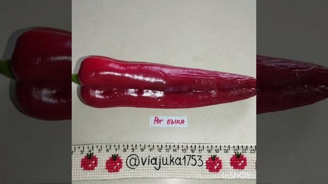 Сладкий перец Рог быка . смотреть онлайн