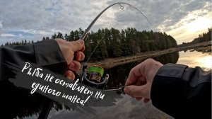 Хитрые «шнуры» гнут стальные поводкки. Снятие проклятья с Alpha ALSR762LT