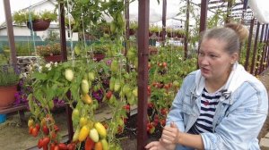 ДВА ТЕПЛИЧНЫХ ТОМАТА -ГИГАНТА КОТОРЫЕ НЕ ПЕРЕСТАЮТ УД?