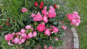 #MoinMoin #МойнМойн  #floribunda От весны до зимы.