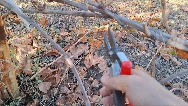 ЖҮЗІМДЕРДІ КЕСУ /қырқу, жүзімді көмуге дайындау. |Обре? смотреть онлайн