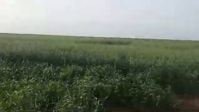 объезд полей 8 мая озимая пшеница,  рожь, яровой ячмень смотреть онлайн