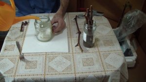 Виноград из черенков . Способ укоренения на вате .