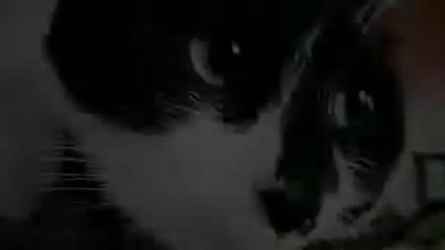 Мой кот любит хип-хоп! смотреть онлайн