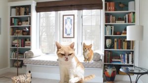 Пятеро котят сидели на окне. Веселая песенка.