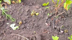ОБРЕЗКА МОЛОДОГО ВИНОГРАДА ПОСЛЕ ЗАМОРОЗКОВ.