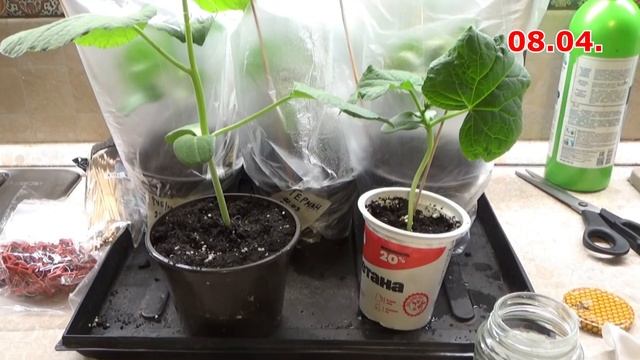 Два способа прививки огурца на лагенарию. Прививаю ог? смотреть онлайн