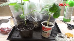 Два способа прививки огурца на лагенарию. Прививаю ог?