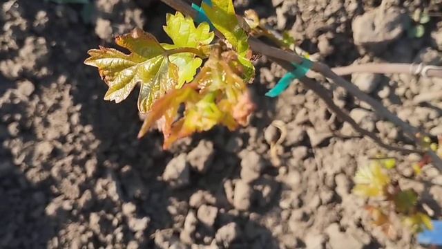 Малиновая феерия 22 апреля 2025. Виноградник Щереденкова смотреть онлайн