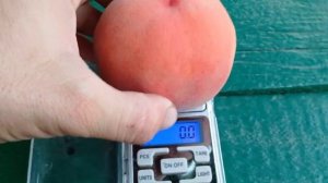 ЕЛІТНИЙ ПЕРСИК РОЯЛ ДЖИМ! ! !