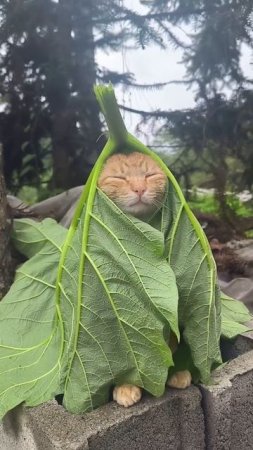 Нашли в капусте