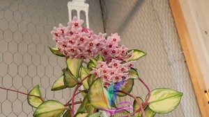 Hoya Carnosa (вроде  Crimson Princess), но это не точно  #хойя  #Annaost #Ger