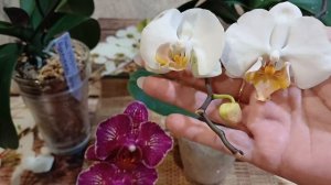 Новиночка #phalaenopsis  I Hsin Cherry Bomb 228 и ДАРВИН 🥀🥀🥀❤❤❤