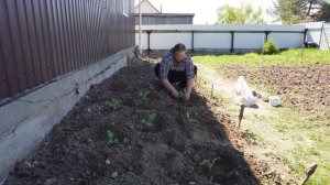 Сею арбузы правильно Будет большой урожай ПОДВАЛ ИЛЬИЧА сад и огород