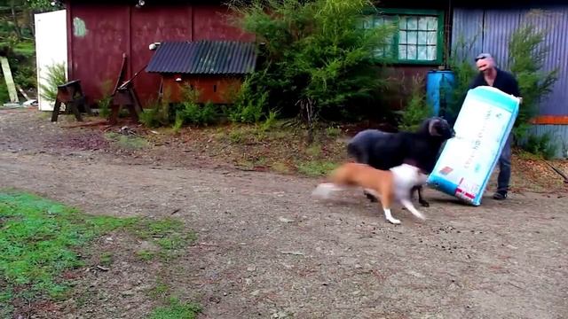 Она такого точно не ожидала! Случаи с Животными 1 на 1 000 смотреть онлайн