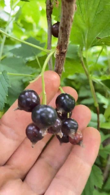 Смородина зреет смотреть онлайн