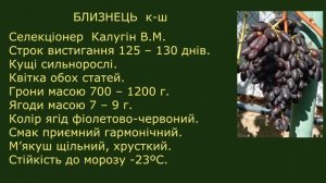 @Чудовий кишмиш Близнець, виноград для Гурманів. Плюси