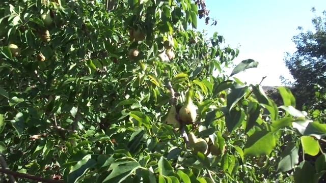 Груша: основное правило обрезки - болванов не слушай! У смотреть онлайн