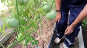 Обзор томатов, сорт Прелесть Роузы и сорт Оранж Е.Т.