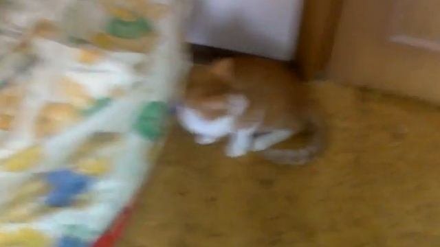 Издеваемся над кошкой с помощью скотча
