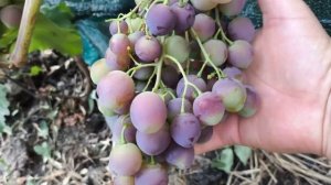 Шакира Агата виноград - новинки селекции Калугина Вик?